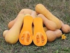 CourgeButternut